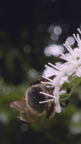 Vertical-Video-Close-Up-Of-Bee-On-Flower-Collecting-Nectar-UK-Countryside-1